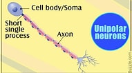 Image result for Unipolar Neuron. Size: 191 x 106. Source: bodytomy.com
