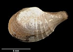Image result for "cardiomya Costellata". Size: 149 x 106. Source: www.naturalhistory.museumwales.ac.uk