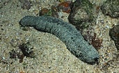 Image result for "holothuria Nobilis". Size: 171 x 106. Source: reeflifesurvey.com
