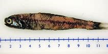 Image result for Notoscopelus Caudispinosus Familie. Size: 211 x 106. Source: www.fishbase.se