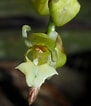 "mysidopsis Gibbosa" に対する画像結果.サイズ: 91 x 106。ソース: www.epharmacognosy.com