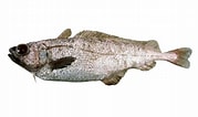 Image result for "mora Moro". Size: 179 x 106. Source: fishesofaustralia.net.au