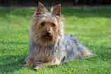 Billedresultat for Silky Terrier. størrelse: 158 x 106. Kilde: animalsbreeds.com