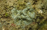 Image result for Sagartiidae. Size: 167 x 106. Source: observation.org