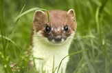 Image result for Stoat animal. Size: 163 x 106. Source: people.com
