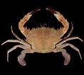 Image result for "charybdis Annulata". Size: 118 x 106. Source: singapore.biodiversity.online