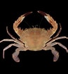 Image result for "charybdis Annulata". Size: 97 x 106. Source: singapore.biodiversity.online