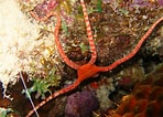 Image result for "ophioderma Rubicundum". Size: 148 x 106. Source: reefguide.org
