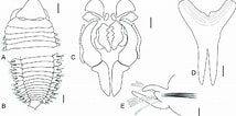 Tamaño de Resultado de imágenes de Scoletoma Magnidentata Stam.: 214 x 106. Fuente: www.researchgate.net