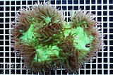 Image result for Catalaphyllia Feiten. Size: 160 x 106. Source: www.coral.zone