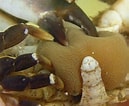 Afbeeldingsresultaten voor Sacculina Atlantica Geslacht. Grootte: 129 x 106. Bron: www.junglekey.fr