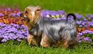 Billedresultat for Silky Terrier. størrelse: 183 x 106. Kilde: be.chewy.com