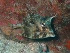 Image result for Acanthostracion notacanthus Familie. Size: 140 x 106. Source: www.inaturalist.org