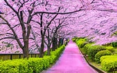 Afbeeldingsresultaten voor Cherry Blossom. Grootte: 169 x 106. Bron: www.kcpinternational.com