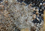 Image result for "clathrina Coriacea". Size: 153 x 106. Source: www.aphotomarine.com