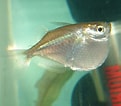 Image result for Silver Hatchetfish. Size: 121 x 106. Source: ourmarinespecies.com