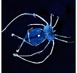 Image result for "puerulus Carinatus". Size: 112 x 106. Source: www.biocepts.com