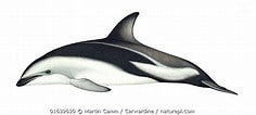 Image result for "lagenorhynchus Obscurus". Size: 236 x 106. Source: www.naturepl.com