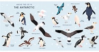 Arctapodema Antarctica Geslacht に対する画像結果.サイズ: 201 x 106。ソース: myriverside.sd43.bc.ca