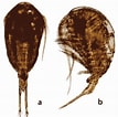 Image result for Temora turbinata Stam. Size: 107 x 106. Source: copepodes.obs-banyuls.fr