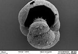 Image result for "hastigerina Pelagica". Size: 153 x 106. Source: foraminifera.eu
