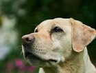 Bilderesultat for Labrador Retriever informacje. Størrelse: 140 x 106. Kilde: www.citeam.pl