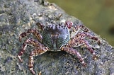 Image result for "grapsus Albolineatus". Size: 161 x 106. Source: www.pbase.com