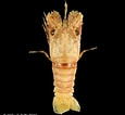 Image result for "scyllarus Brevicornis". Size: 115 x 106. Source: www.crustaceology.com