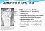 Cell Lines in Dental pulp కోసం చిత్ర ఫలితం. పరిమాణం: 153 x 106. మూలం: www.slideshare.net