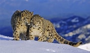 Résultat d’image pour Snow Leopards. Taille: 179 x 106. Source: wwf.ca