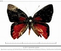 Afbeeldingsresultaten voor "leucon Pallidus". Grootte: 127 x 106. Bron: butterfliesofamerica.com