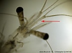 Image result for "mesopodopsis Slabberi". Size: 143 x 106. Source: doris.ffessm.fr