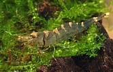 Image result for "palinustus Truncatus". Size: 166 x 106. Source: www.zoopet.com