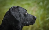 Image result for Jakt Labrador Retriever. Size: 170 x 106. Source: pixabay.com
