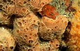 Afbeeldingsresultaten voor Hemimycale columella. Grootte: 164 x 106. Bron: www.flickr.com