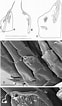 Afbeeldingsresultaten voor Bradycalanus gigas Geslacht. Grootte: 62 x 106. Bron: www.researchgate.net