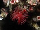 Image result for "serpula Vermicularis". Size: 141 x 106. Source: www.marlin.ac.uk