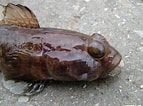 Afbeeldingsresultaten voor Gobius fish. Grootte: 143 x 106. Bron: www.aphotomarine.com