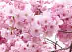 mida de Resultat d'imatges per a cerezos en flor Sakura.: 146 x 106. Font: www.pinterest.com