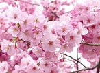 Bildergebnis für cerezos en flor Sakura. Größe: 146 x 106. Quelle: www.pinterest.com