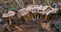 Image result for Botercollybia. Size: 197 x 106. Source: www.loegiesen.nl