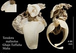 "teredora Malleolus" 的圖片結果. 大小：151 x 106。資料來源：marinespecies.org