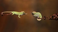 Résultat d’image pour Funny Chameleon. Taille: 190 x 106. Source: wallpaperaccess.com
