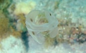 Image result for "ocyropsis Maculata". Size: 171 x 106. Source: www.reeflex.net