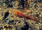 Image result for "eupolymnia Nebulosa". Size: 149 x 106. Source: www.britishmarinelifepictures.co.uk