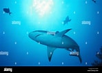 Image result for "carcharhinus Wheeleri". Size: 148 x 106. Source: www.alamy.com
