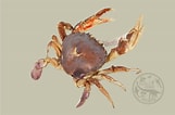 Image result for "ovalipes Punctatus". Size: 161 x 106. Source: www.snhm.org.cn