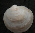 Image result for "loripes Lacteus". Size: 115 x 106. Source: www.pip-mollusca.org