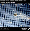 Image result for "thalia Democratica". Size: 103 x 106. Source: www.st.nmfs.noaa.gov