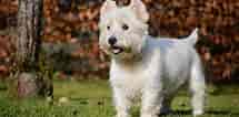 Billedresultat for West Highland White Terrier Adult. størrelse: 215 x 106. Kilde: breedadvisor.com
